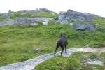 The ever attentive Boog looks out across the landscape not far from the trailhead